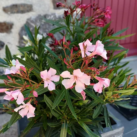 La Boutruchere Holiday home